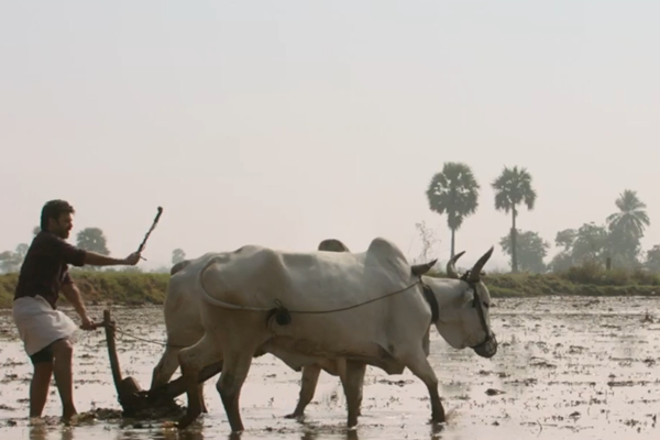 Trailer of NARAPPA