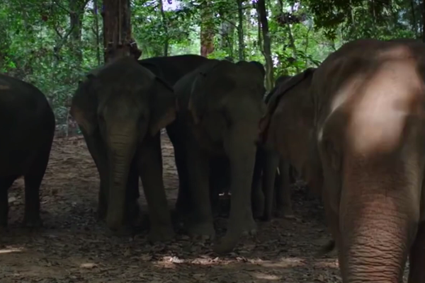 Trailer release of film HAATHI MERE SAATHI